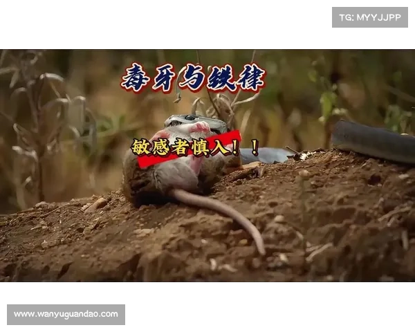 一将功成万骨枯!谁该退役 嗜血黑曼巴现毒牙 一将功成万骨枯!谁该退役 嗜血黑曼巴现毒牙